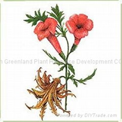 Natural Devils Claw Root Extract