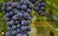 Supply beverage resveratrol 20% 50%85% 90%98% 99%by HPLC 2