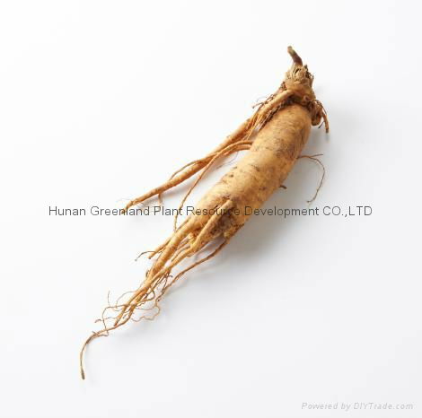 Supply Best Quality Siberian Ginseng Extract