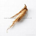 Supply Best Quality Siberian Ginseng