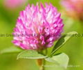 Manufactory Supply High Quality Free Sampels 40% Isoflavone Red Clover Extract 1