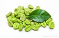 100% Manufacturer for Natural Chlorogenic acid 50% Halal Green Coffee bean ext 1