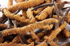Organic Pure Natural High Quality Cordyceps Sinensis Extract