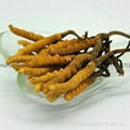 Organic Pure Natural High Quality Cordyceps Sinensis Extract 2