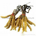 Organic Pure Natural High Quality Cordyceps Sinensis Extract 3