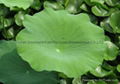 China Factory Sell Lotus Leaf Extract 2%-98% Nuciferine 2