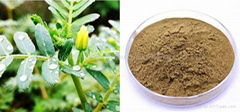 Top quality Tribulus Terrestris Extract 40% Protodioscin fast shipping