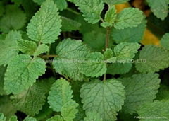 Hot selling Natural Lemon Balm Extract