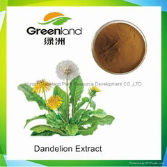 Factory price supply pure natural Dandelion extract