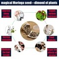 Moringa seeds 1