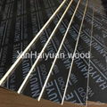 XHY 18mm Construction Plywood poplar core Pine and film faced can used as Buildi