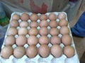 Broiler hatching eggs Cobb 500 and Ross 308