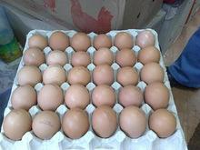 Broiler hatching eggs Cobb 500 and Ross 308