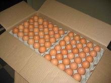 Broiler hatching eggs Cobb 500 and Ross 308 3