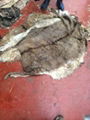 Donkey Dried and Wet Salted Hides 2