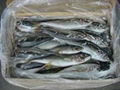 Frozen Mackerel Fish(Jack/Horse/Pacific/Atlantic ) 1