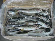 Frozen Mackerel Fish(Jack/Horse/Pacific/Atlantic )