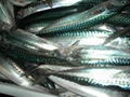 Frozen Mackerel Fish(Jack/Horse/Pacific/Atlantic ) 2