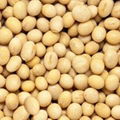 Soy, soya beans 1