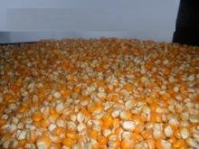 New Crop Yellow Corn for Human and animal consumption cheap prices