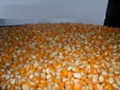 New Crop Yellow Corn for Human and