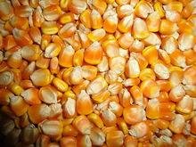 New Crop Yellow Corn for Human and animal consumption cheap prices 3