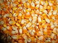 New Crop Yellow Corn for Human and animal consumption cheap prices 3