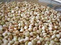 Buckwheat High Quality 2