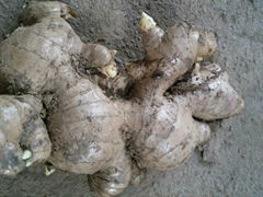 High quality Vietnam Fresh Ginger