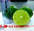 High Quality Vietnam Fresh seedless Lime 1