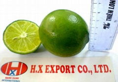 High Quality Vietnam Lime with seeds