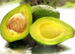 High Quality Vietnam Fresh Avocado