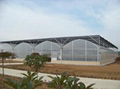 Multi Span Plastic Greenhouse for Agriculture 1