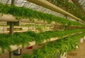 Multi Span Plastic Greenhouse for Agriculture 4