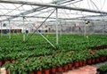 Multi Span Plastic Greenhouse for Agriculture 5