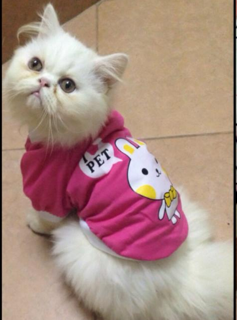 Pet clothing 4