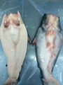Pangasius Butterfly