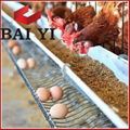 Baiyi Supplier Good Quality Chicken