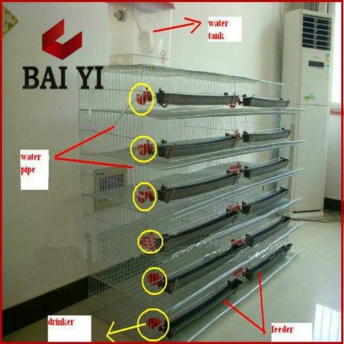 Good Quality Best Selling Quail Cages With Low Price And High reputation 3