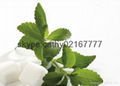 Reb-a 98% Natural Sweetener stevia