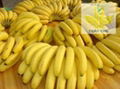 Cavendish Banana 2