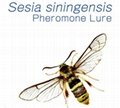 insect Pheromone lures for Sesia siningensis