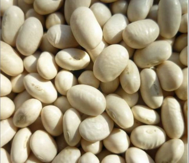 white kidney beans 4