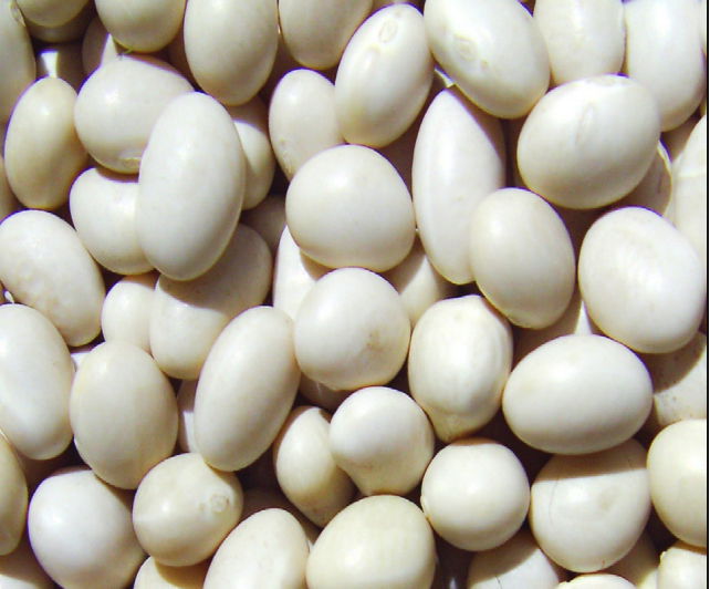 white kidney beans 5