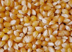 Maize