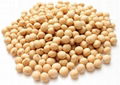 Soybean non GMO 1