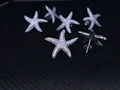 Neffiy s925 Simple Style Women OL Crystal Starfish Ear Studs Clear Gems Sea Star 5