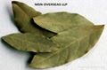 Bay Leaves