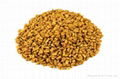 Fenugreek (Seeds And Powder)