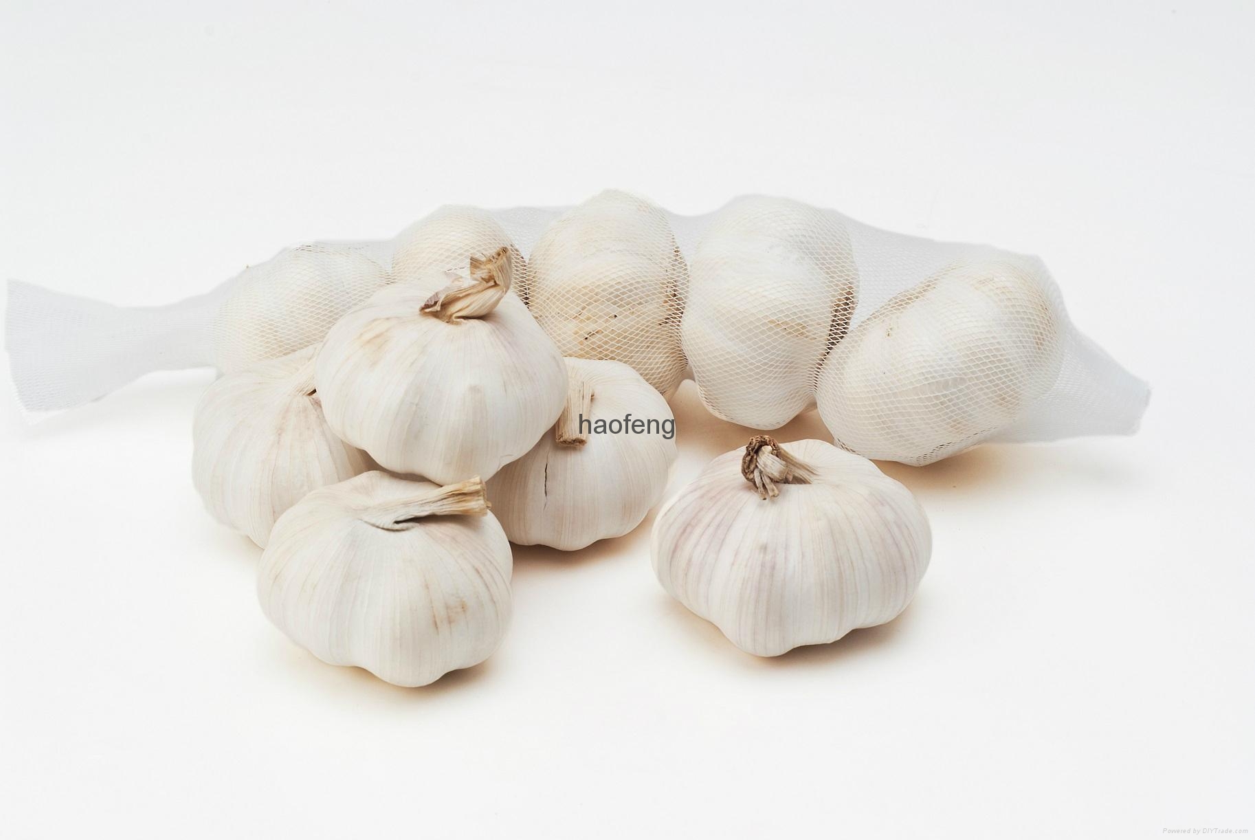 garlic 4